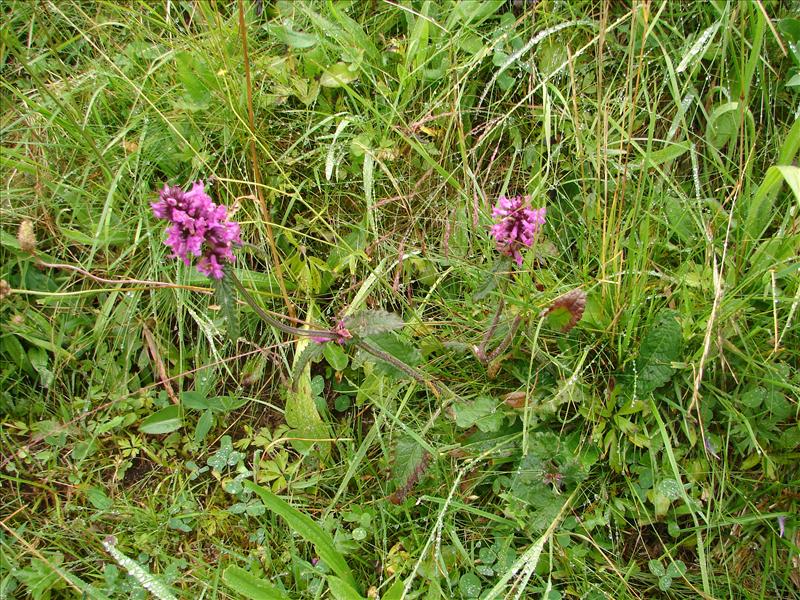 Betonica officinalis (door Adrie van Heerden)