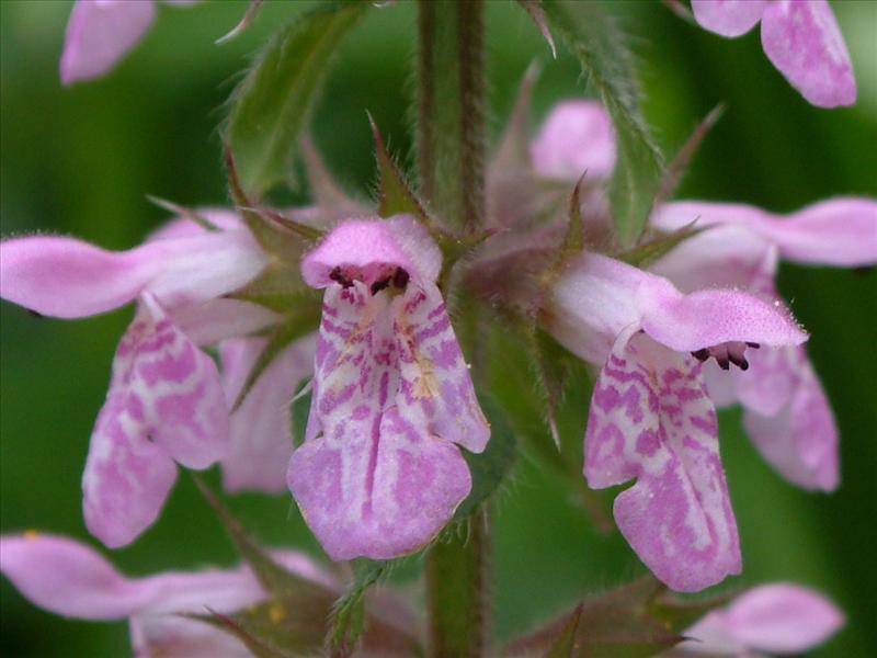 Stachys palustris (door Adrie van Heerden)