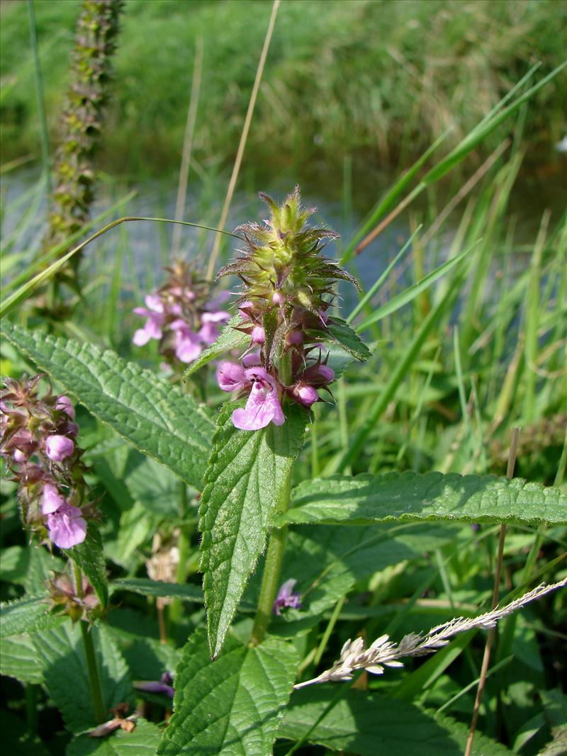 Stachys palustris (door Adrie van Heerden)