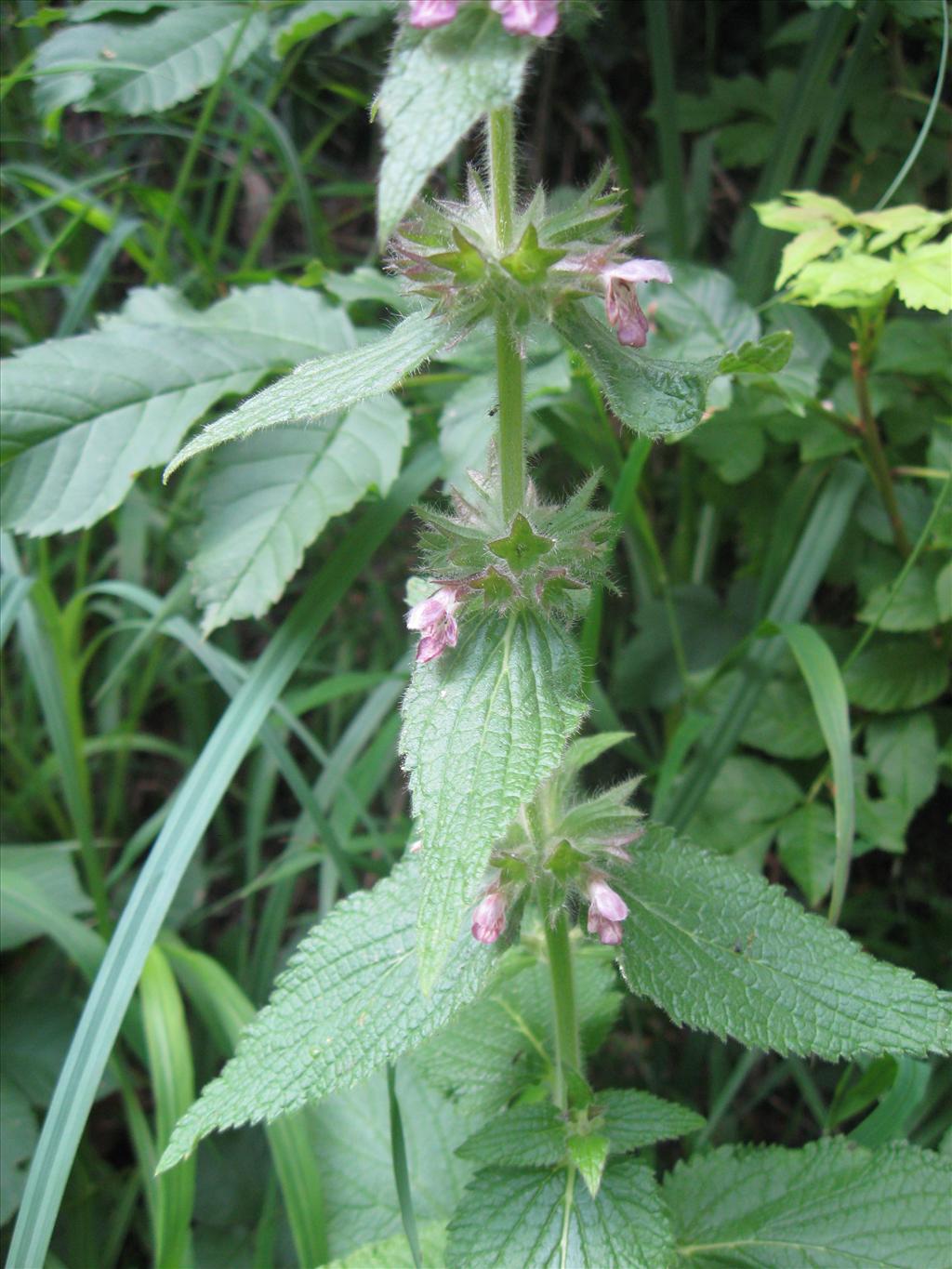 Stachys alpina (door Kim Lotterman)