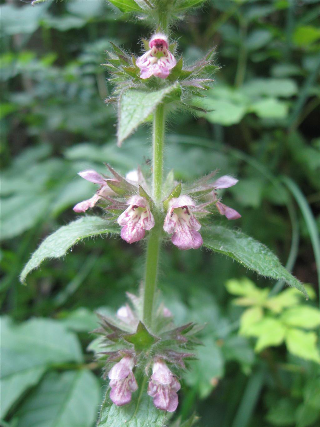 Stachys alpina (door Kim Lotterman)