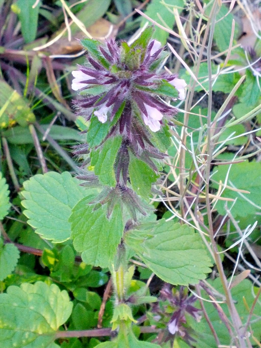 Stachys arvensis (door Pieter Stolwijk)