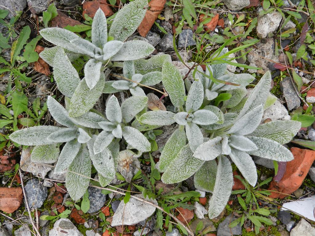 Stachys byzantina (door Rutger Barendse)