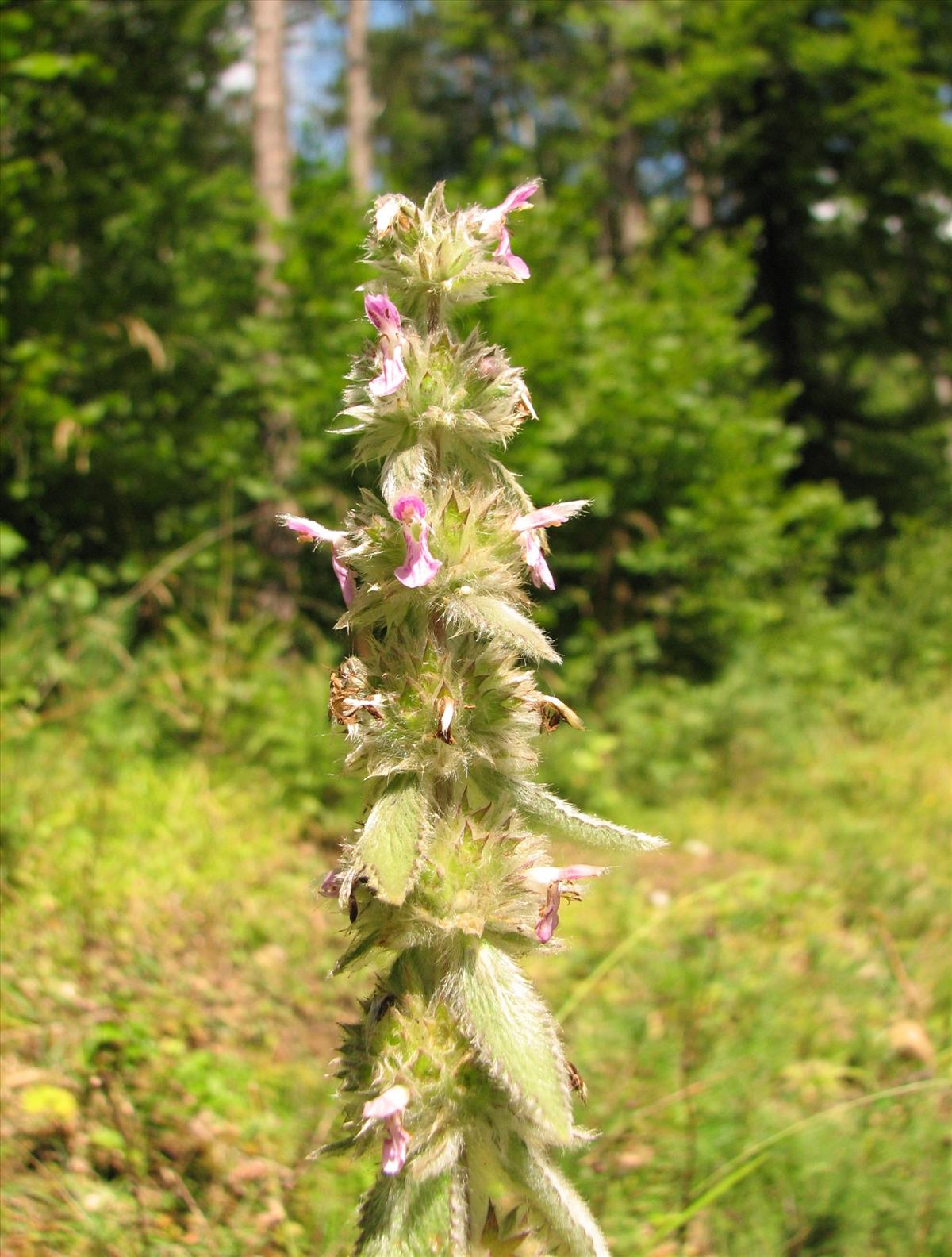 Stachys germanica (door Arnout Imhof)