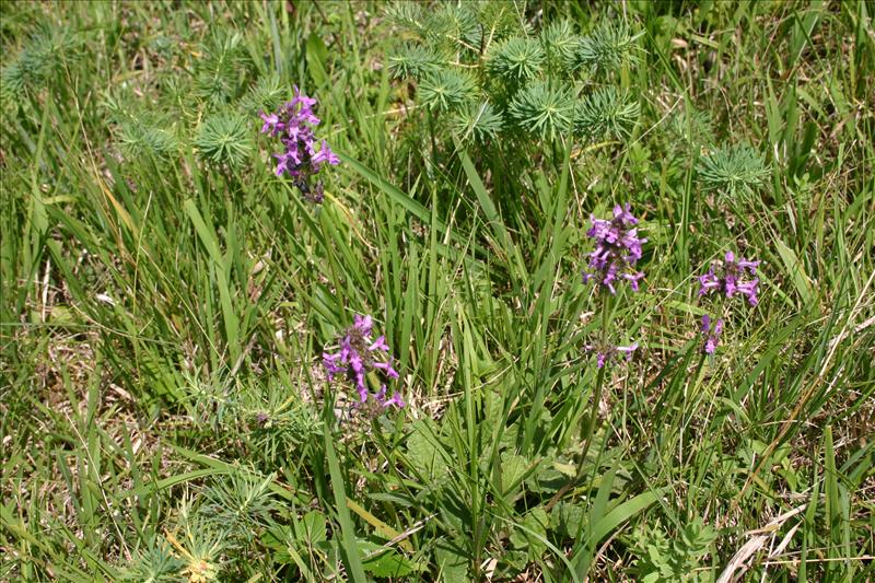 Betonica officinalis (door Niels Jeurink)