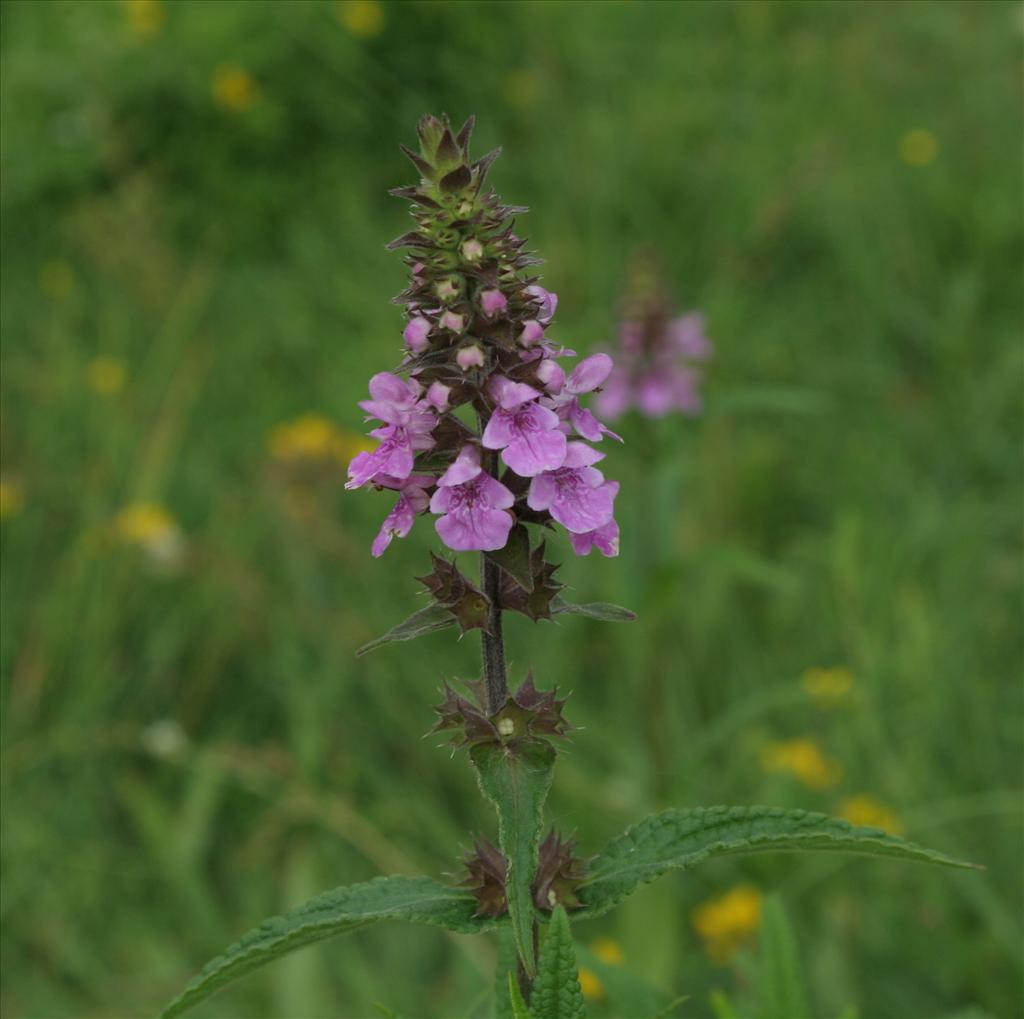 Stachys palustris (door Pieter Stolwijk)