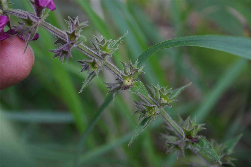 Stachys sylvatica (door Niels Jeurink)