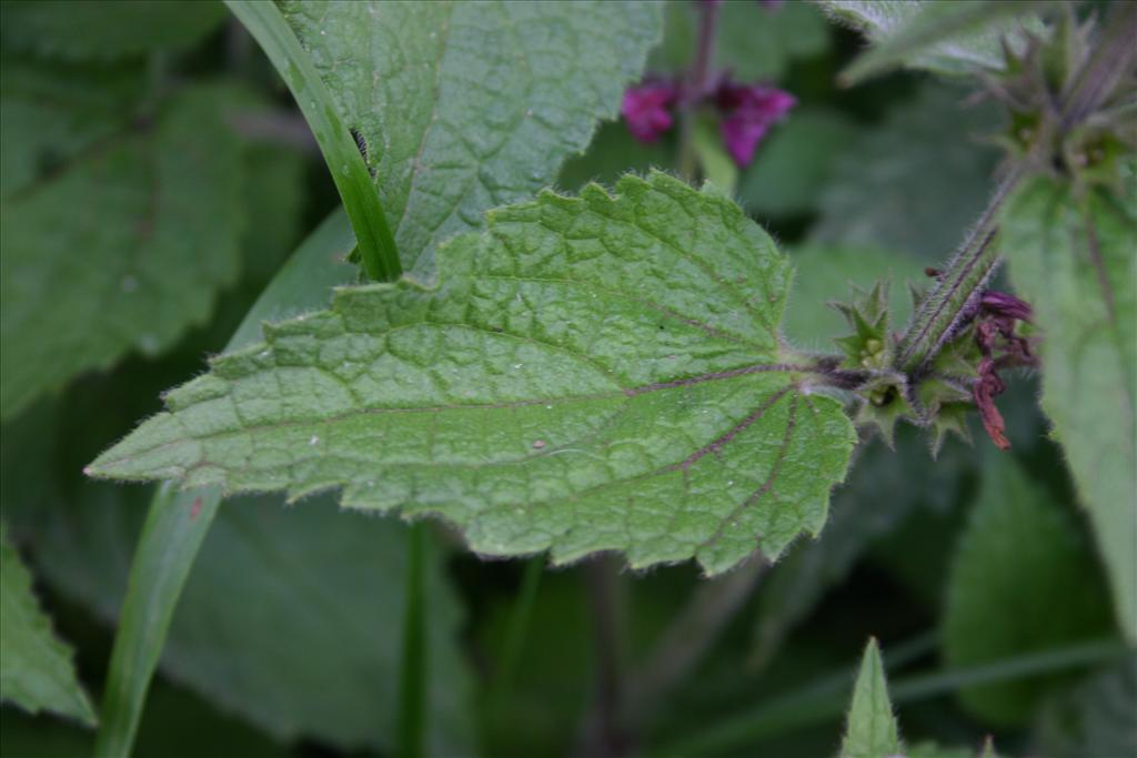 Stachys sylvatica (door Niels Jeurink)