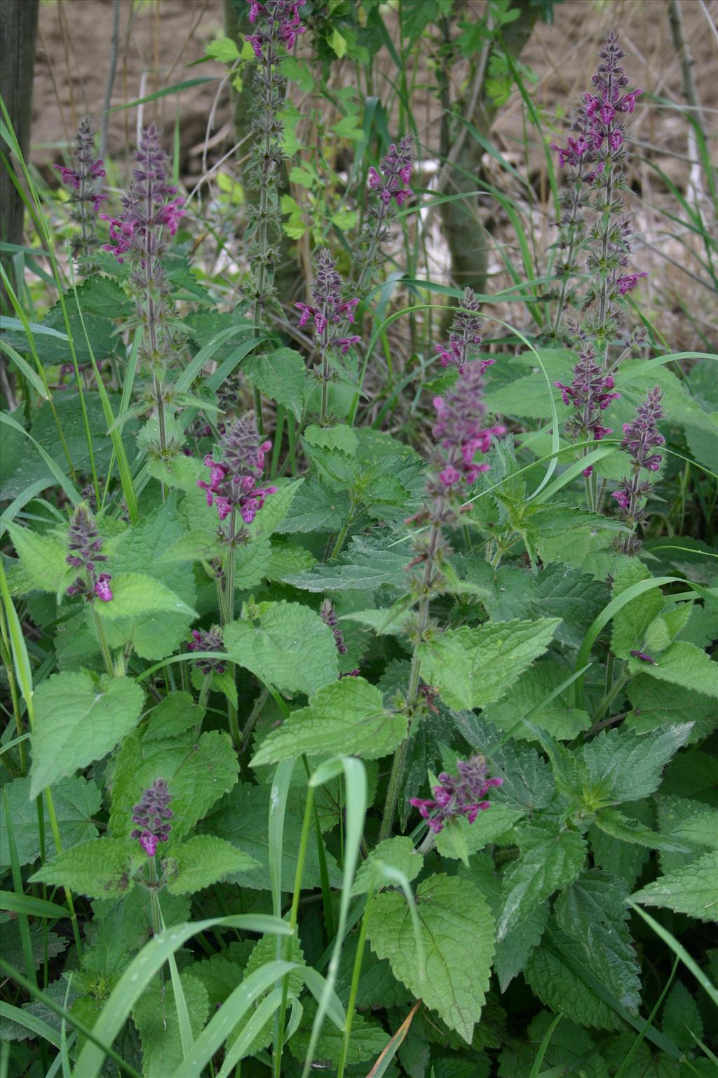 Stachys sylvatica (door Niels Jeurink)