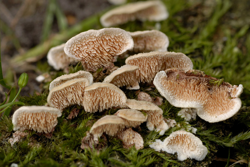 Steccherinum bourdotii (door Henk Huijser)