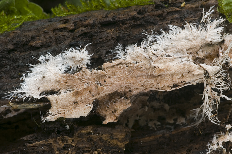 Steccherinum fimbriatum (door Nico Dam)