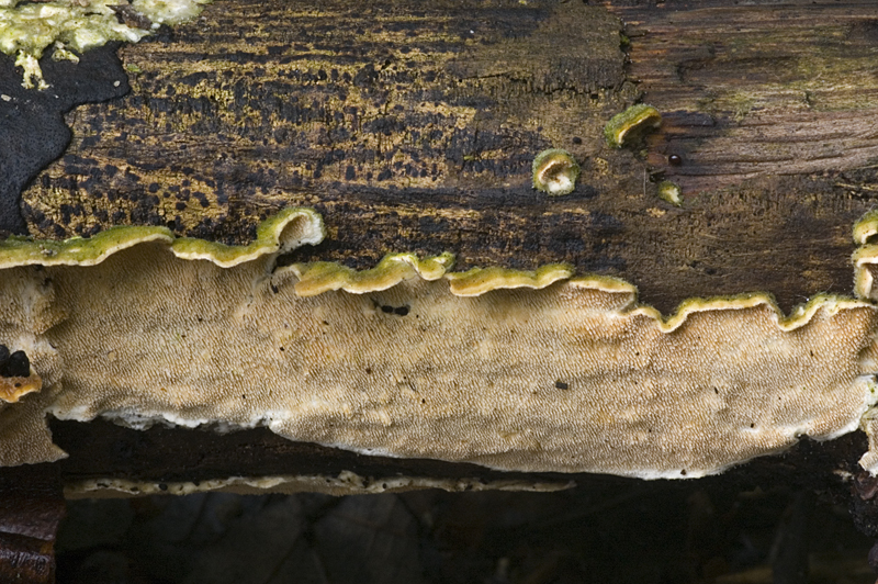 Steccherinum ochraceum (door Nico Dam)