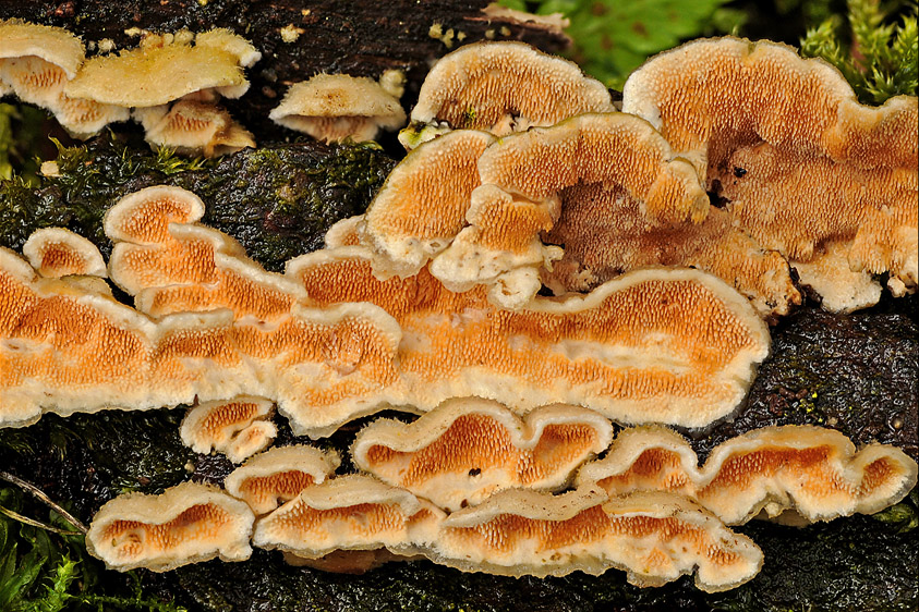 Steccherinum ochraceum (door Henk Huijser)