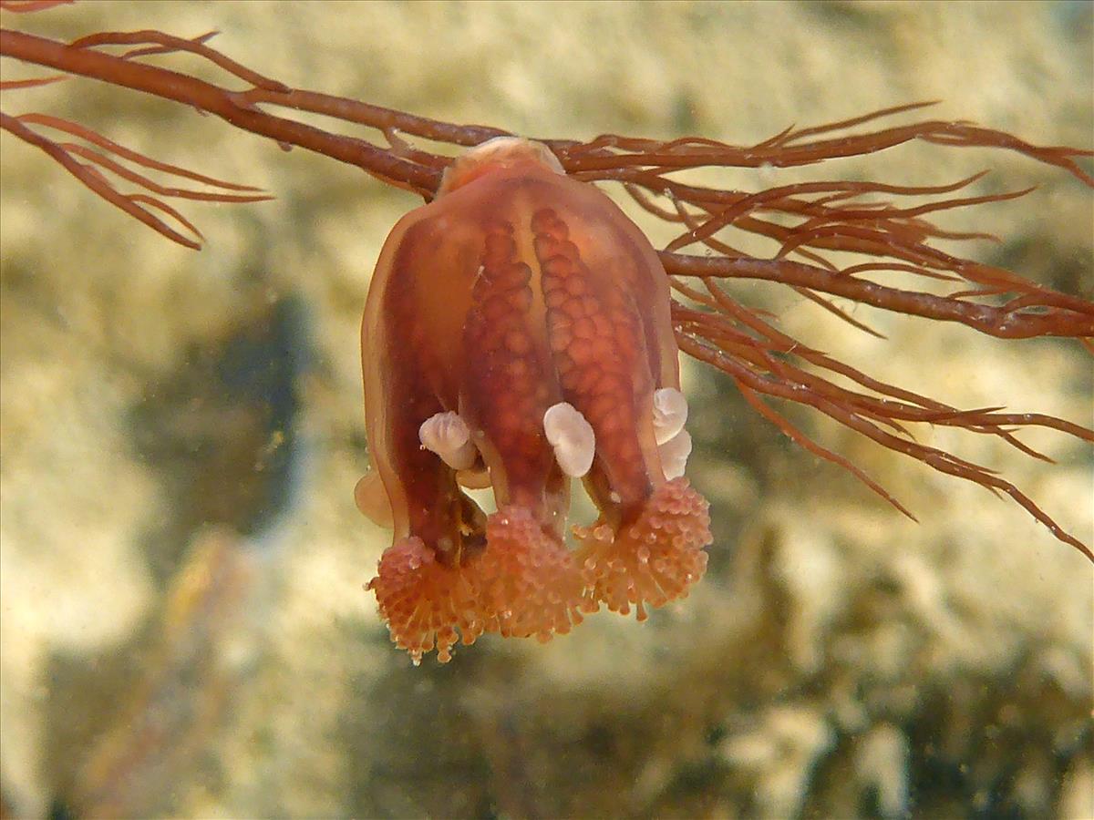 Haliclystus octoradiatus (door Luna van der Loos)