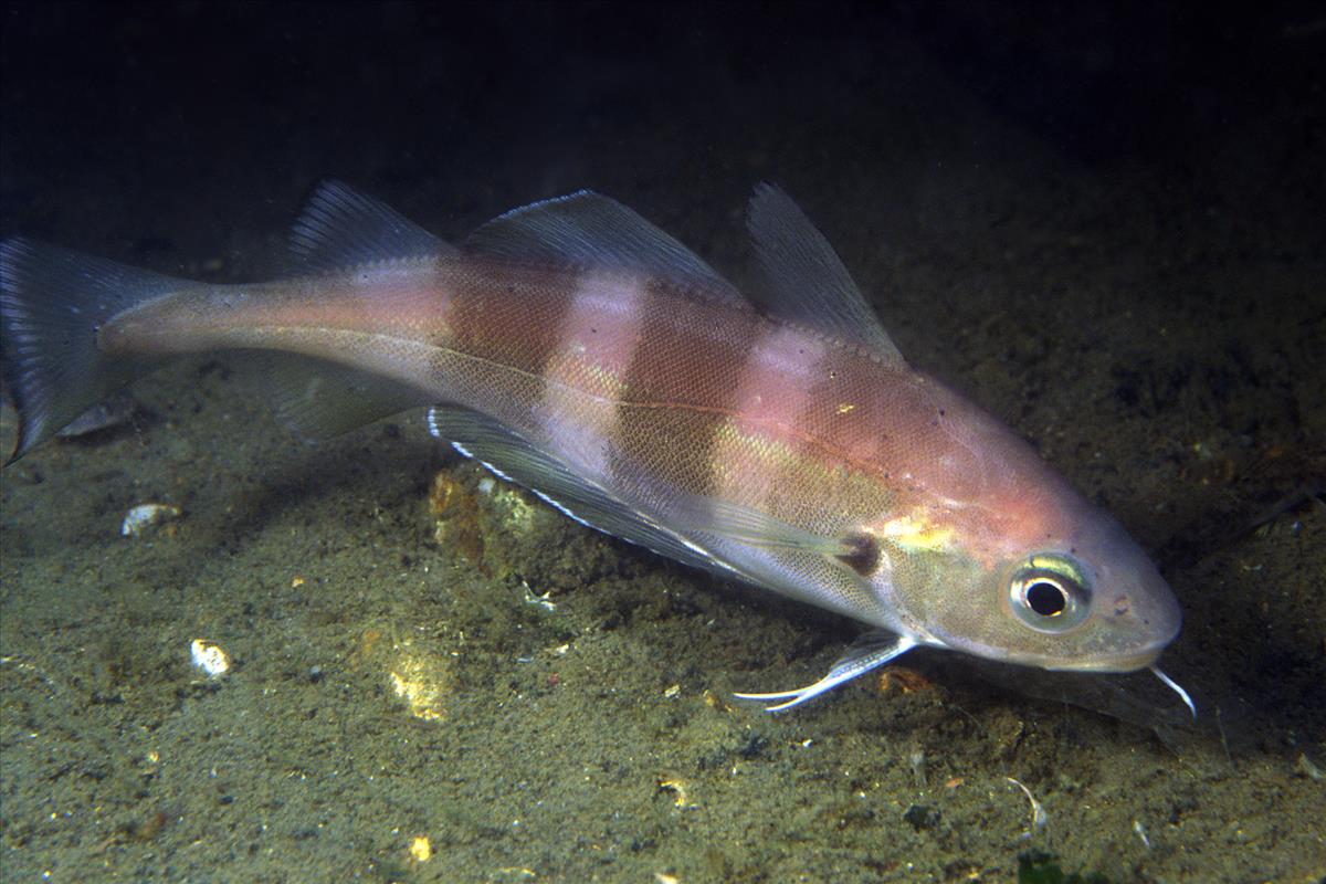 Trisopterus luscus (door Marion Haarsma)