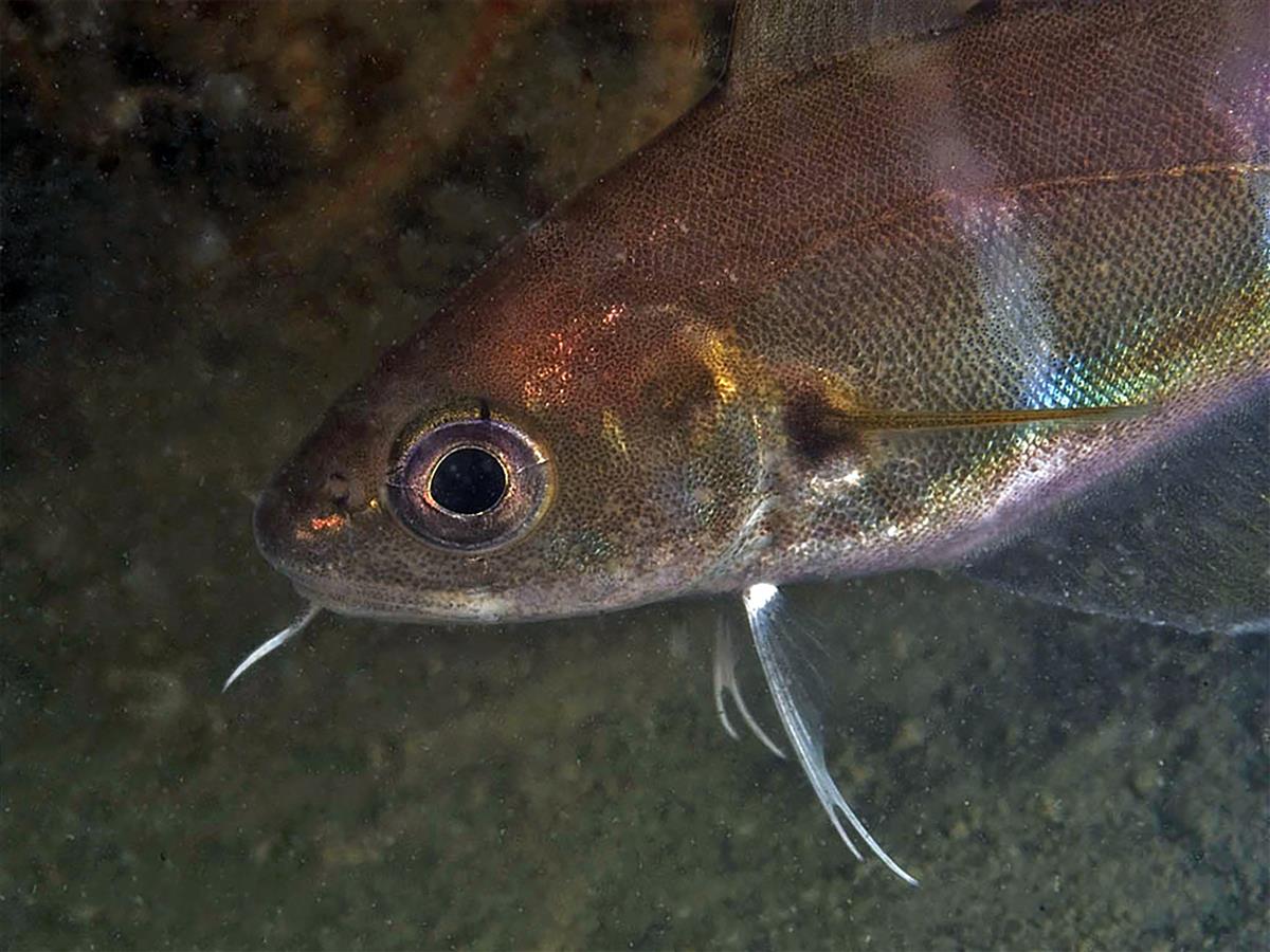 Trisopterus luscus (door Marion Haarsma)