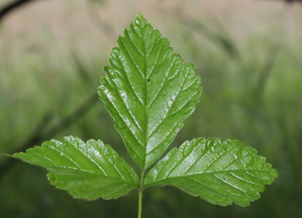 Rubus saxatilis (door Peter Meininger)