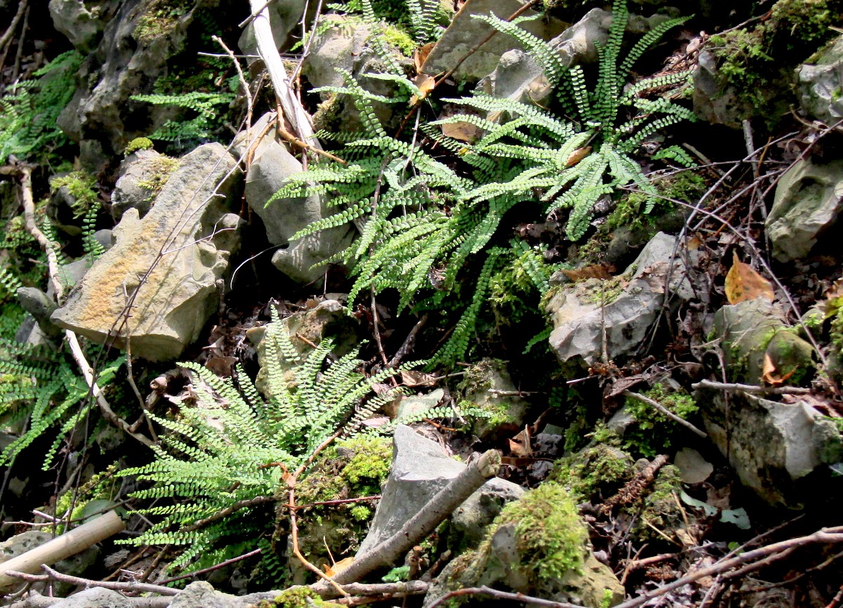 Asplenium trichomanes (door Peter Meininger)