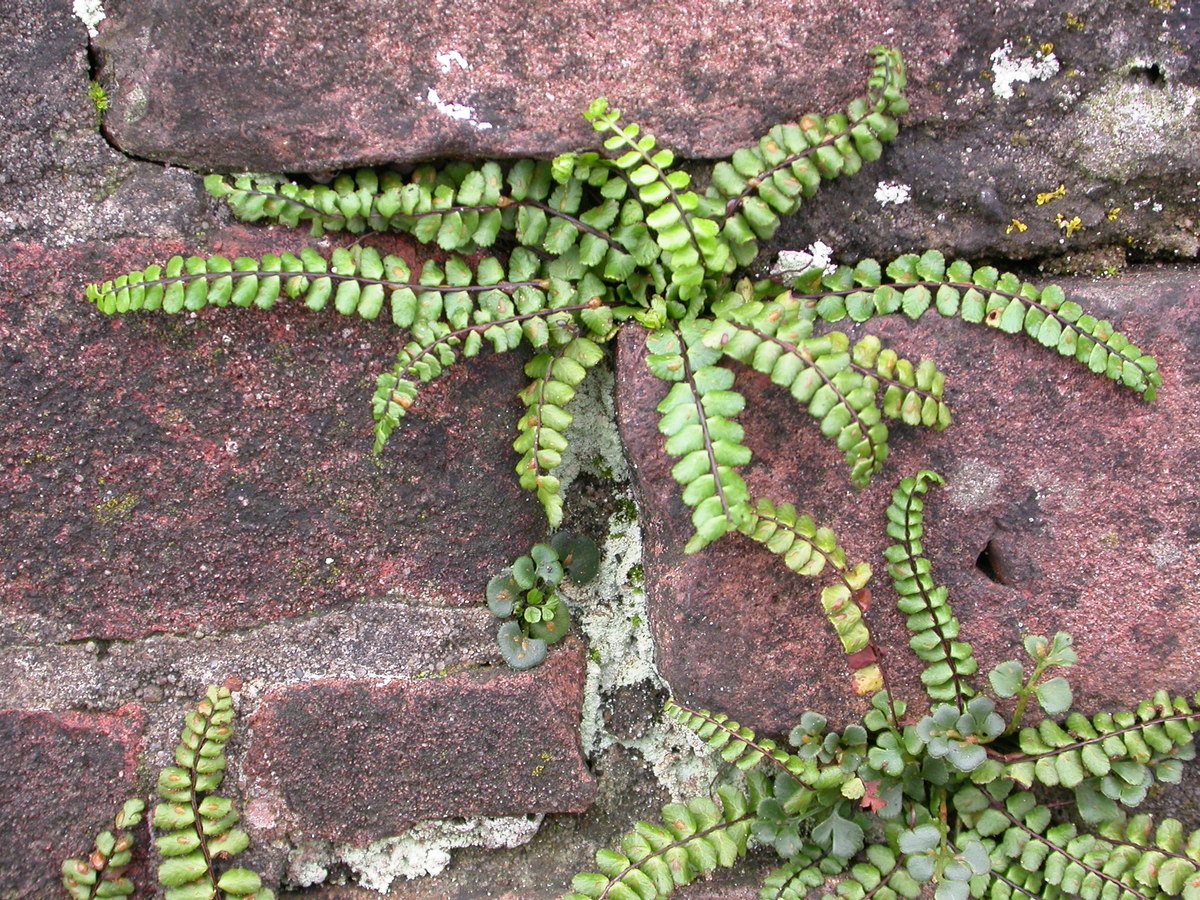 Asplenium trichomanes (door Peter Meininger)