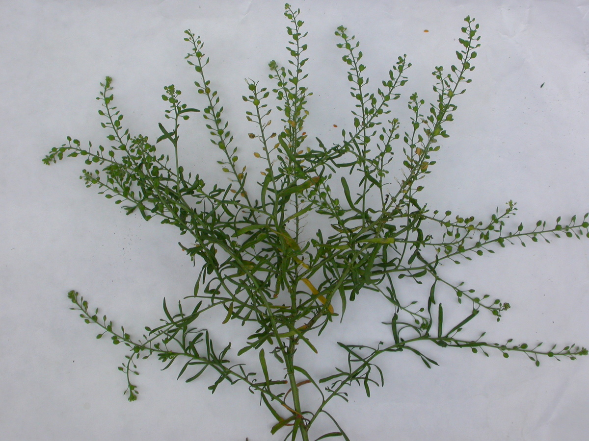 Lepidium ruderale (door Peter Meininger)