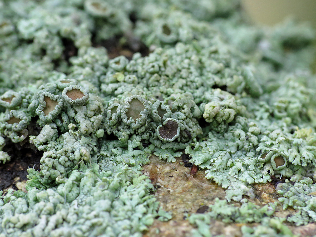Physcia leptalea (door Gerwin van de Maat)
