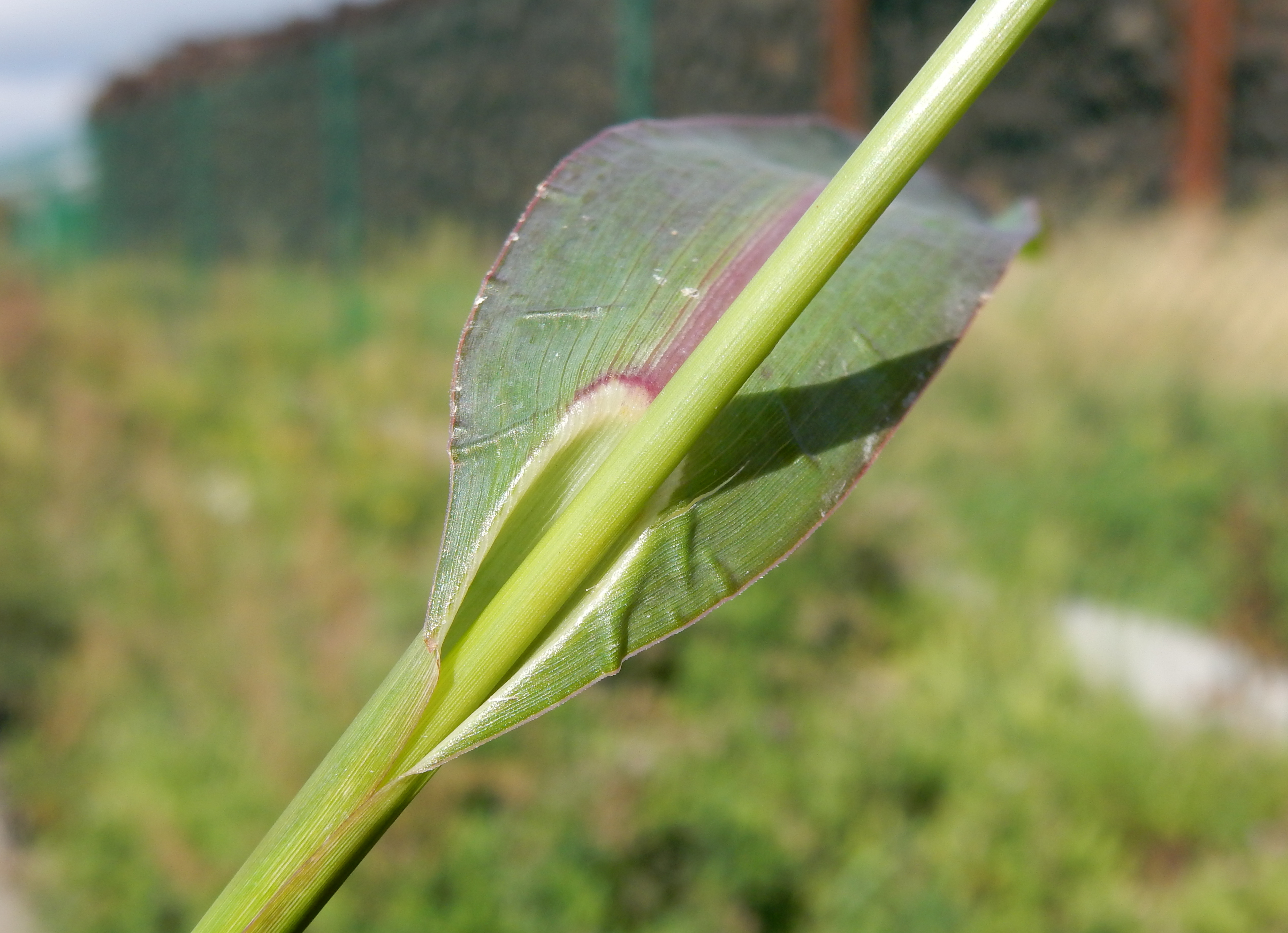 Echinochloa muricata (door Peter Meininger)