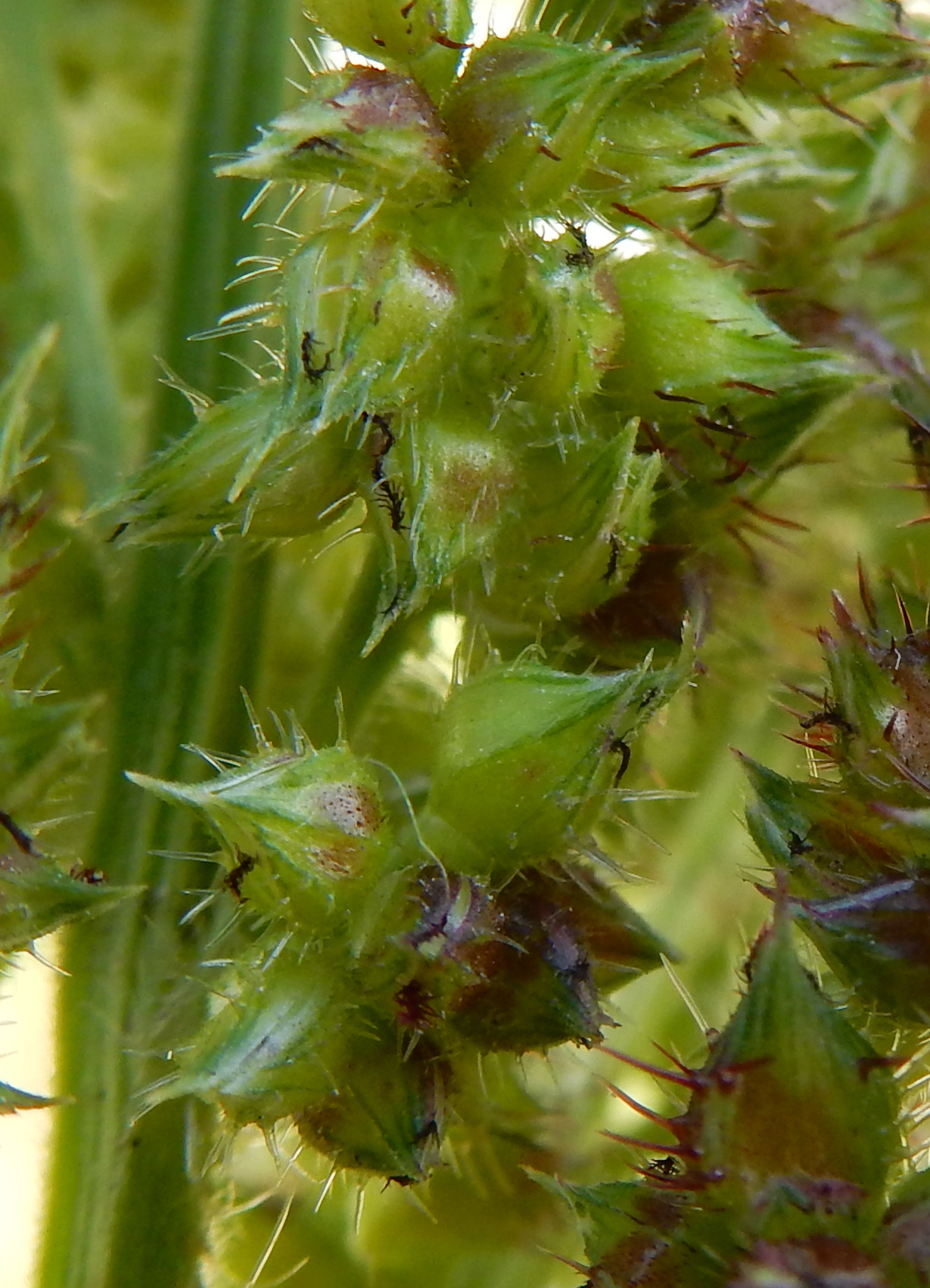 Echinochloa muricata (door Peter Meininger)