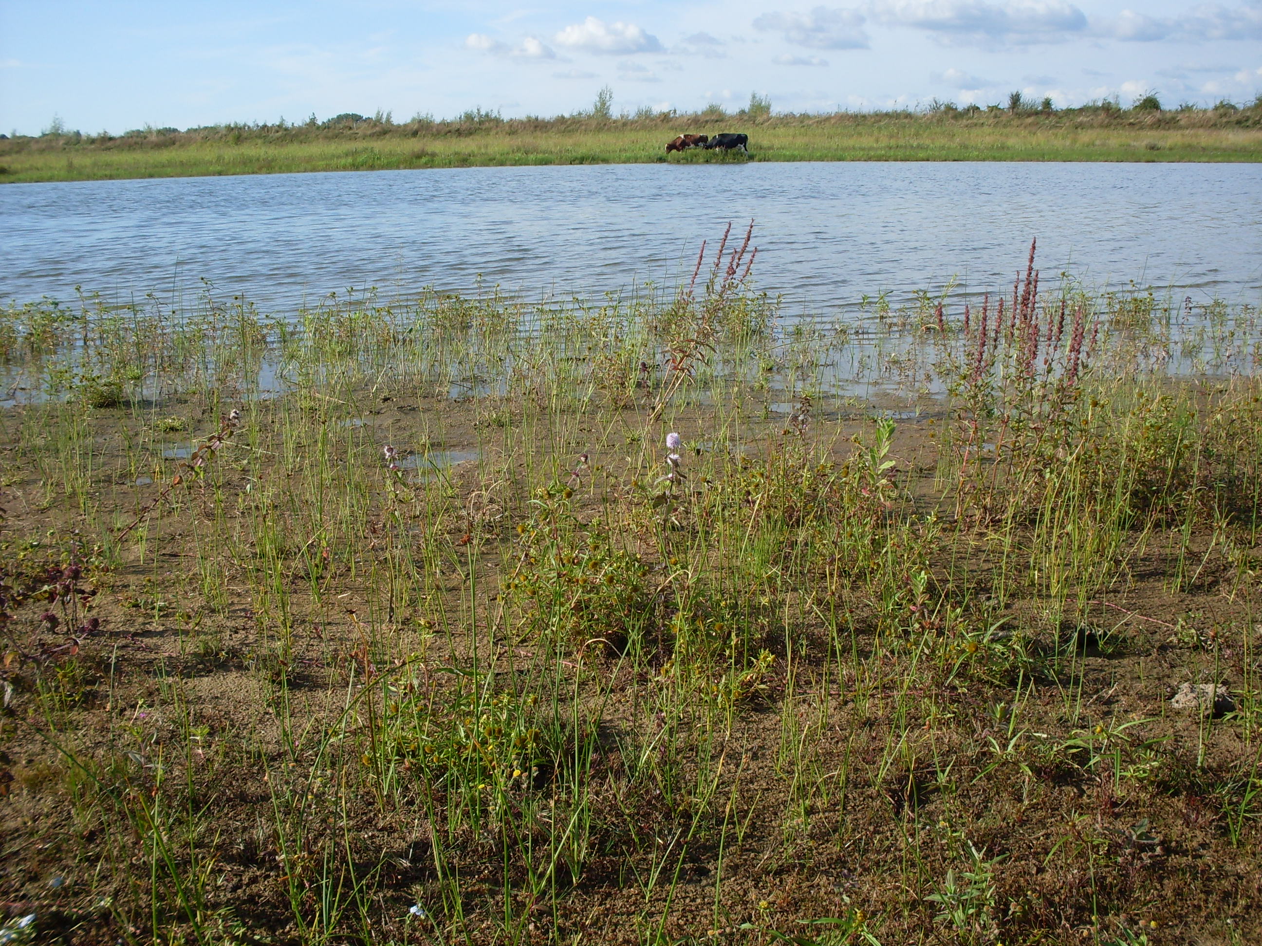 Schoenoplectus pungens (door Dick Kerkhof)