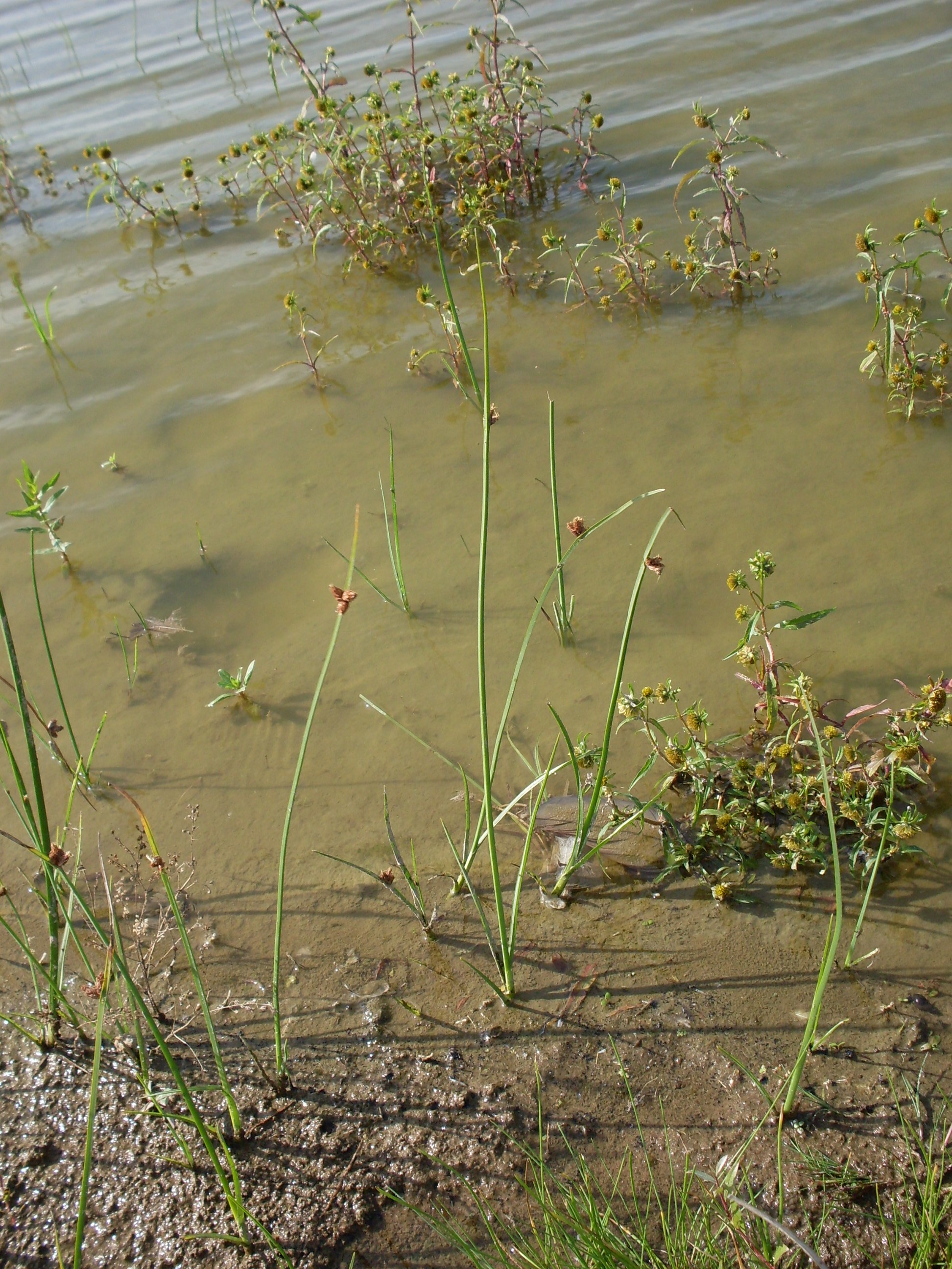 Schoenoplectus pungens (door Dick Kerkhof)