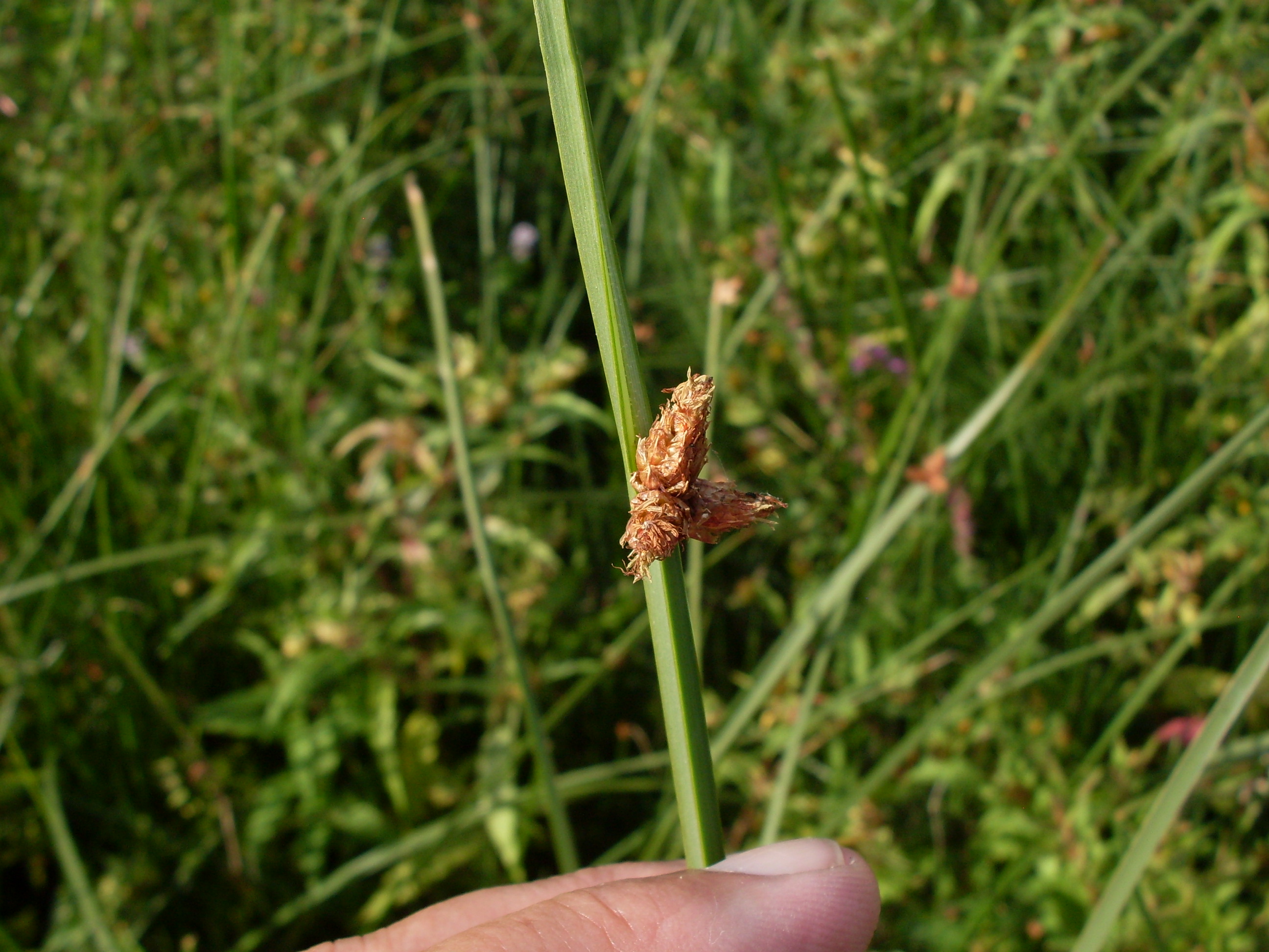 Schoenoplectus pungens (door Dick Kerkhof)