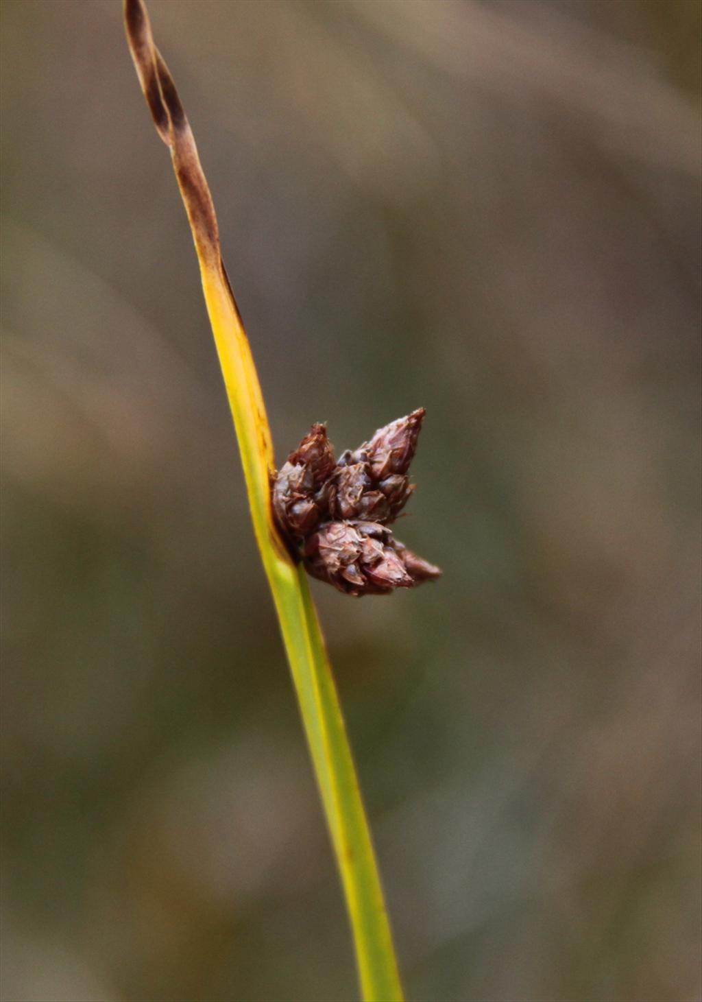 Schoenoplectus pungens (door Peter Meininger)