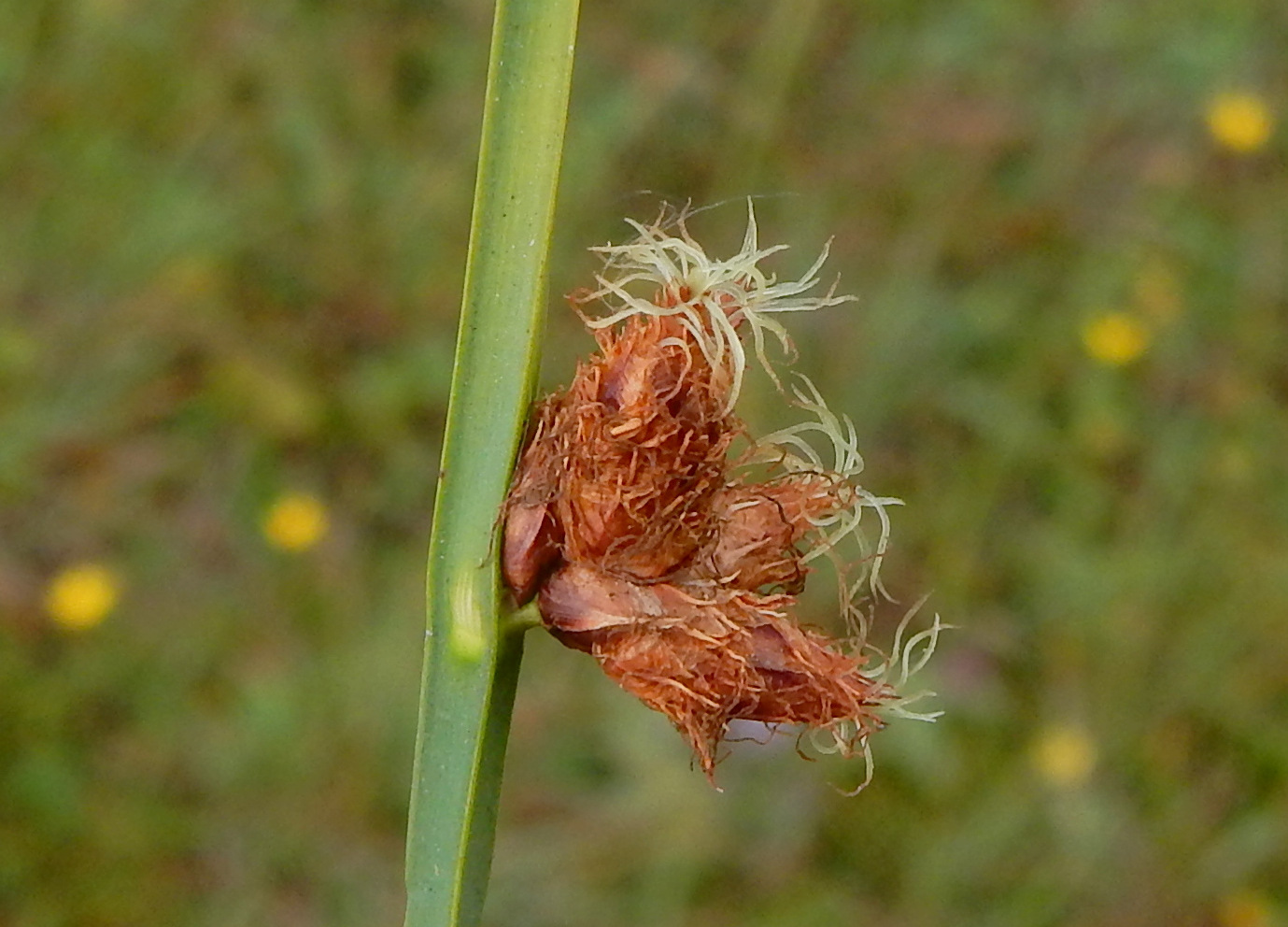 Schoenoplectus pungens (door Peter Meininger)