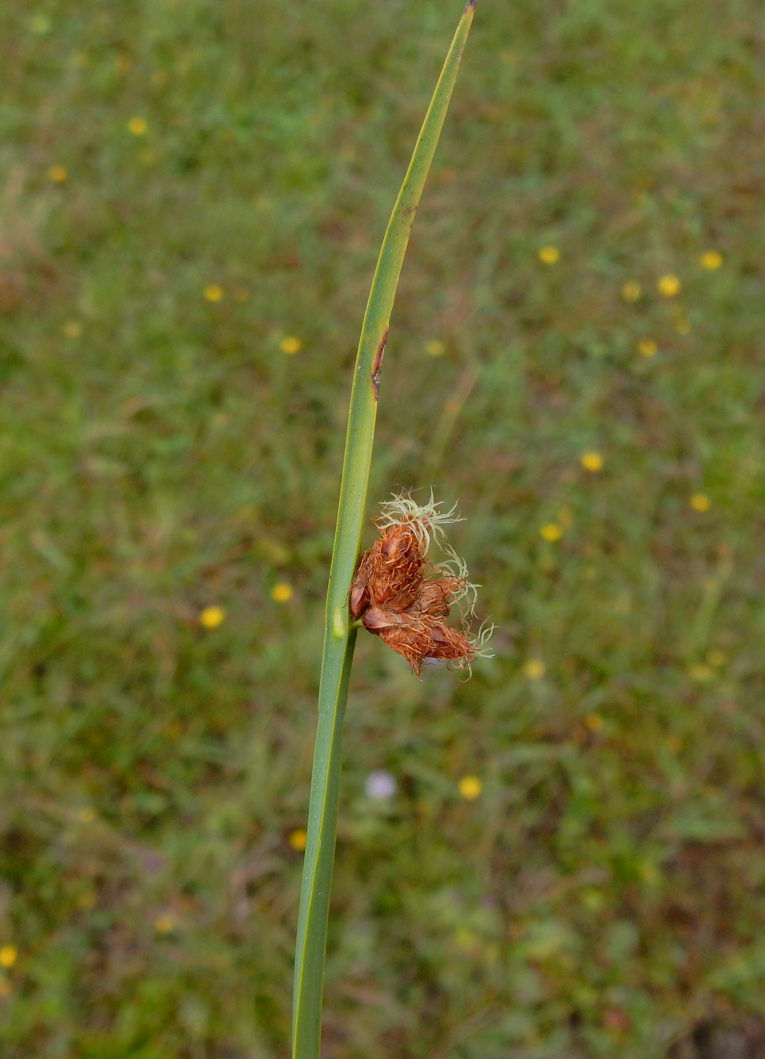 Schoenoplectus pungens (door Peter Meininger)