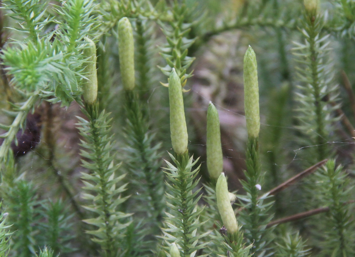 Spinulum annotinum (door Peter Meininger)