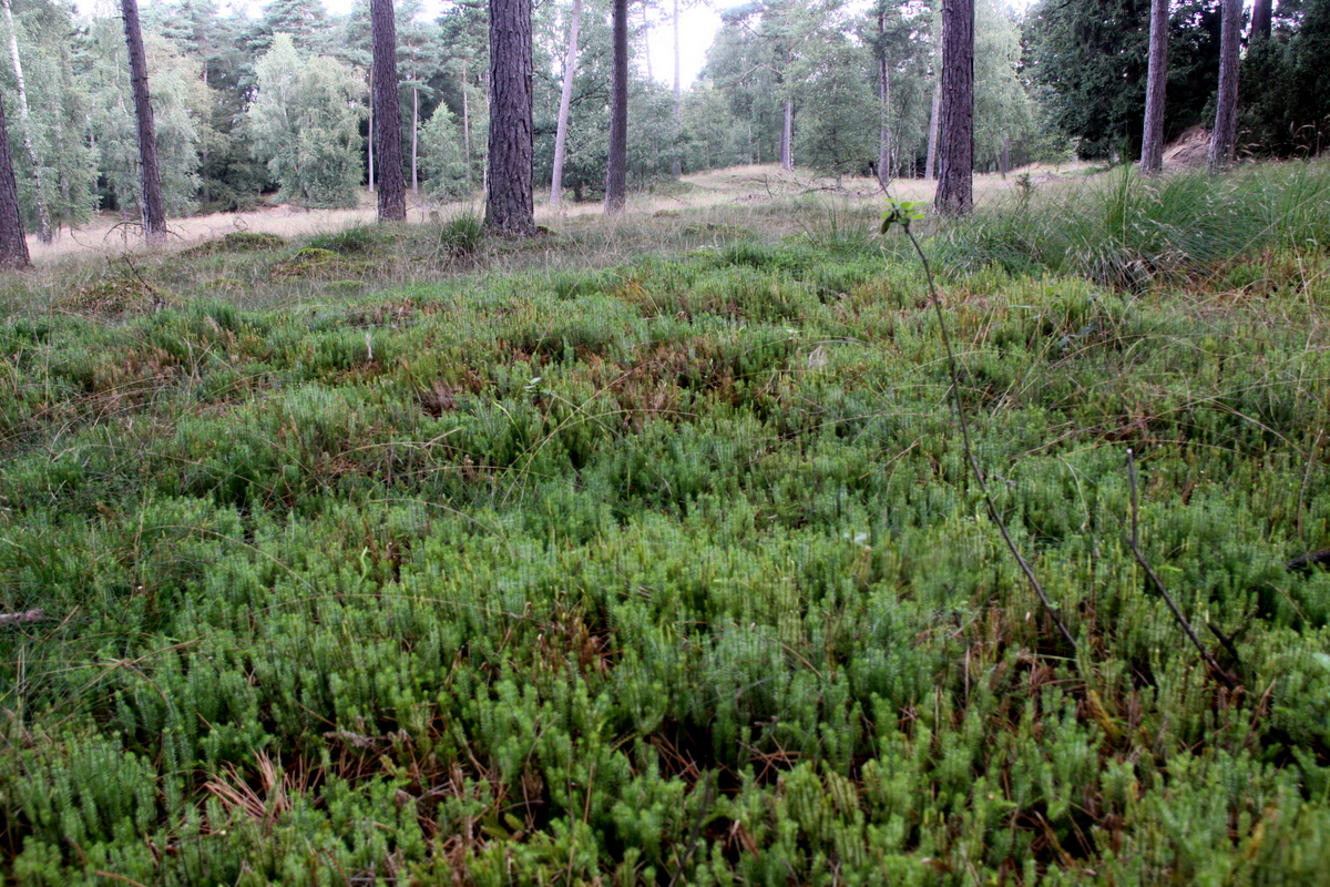 Spinulum annotinum (door Peter Meininger)