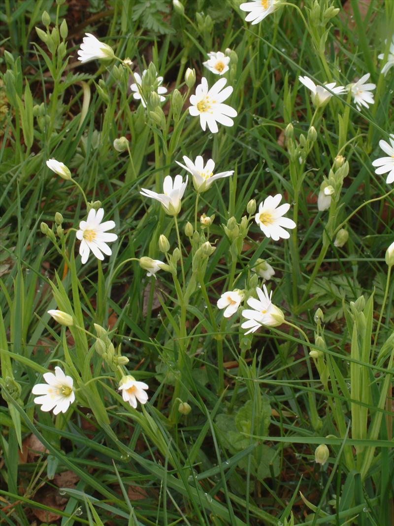 Stellaria holostea (door Adrie van Heerden)