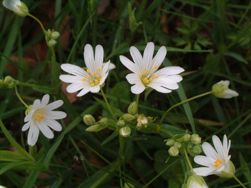 Stellaria holostea (door Adrie van Heerden)