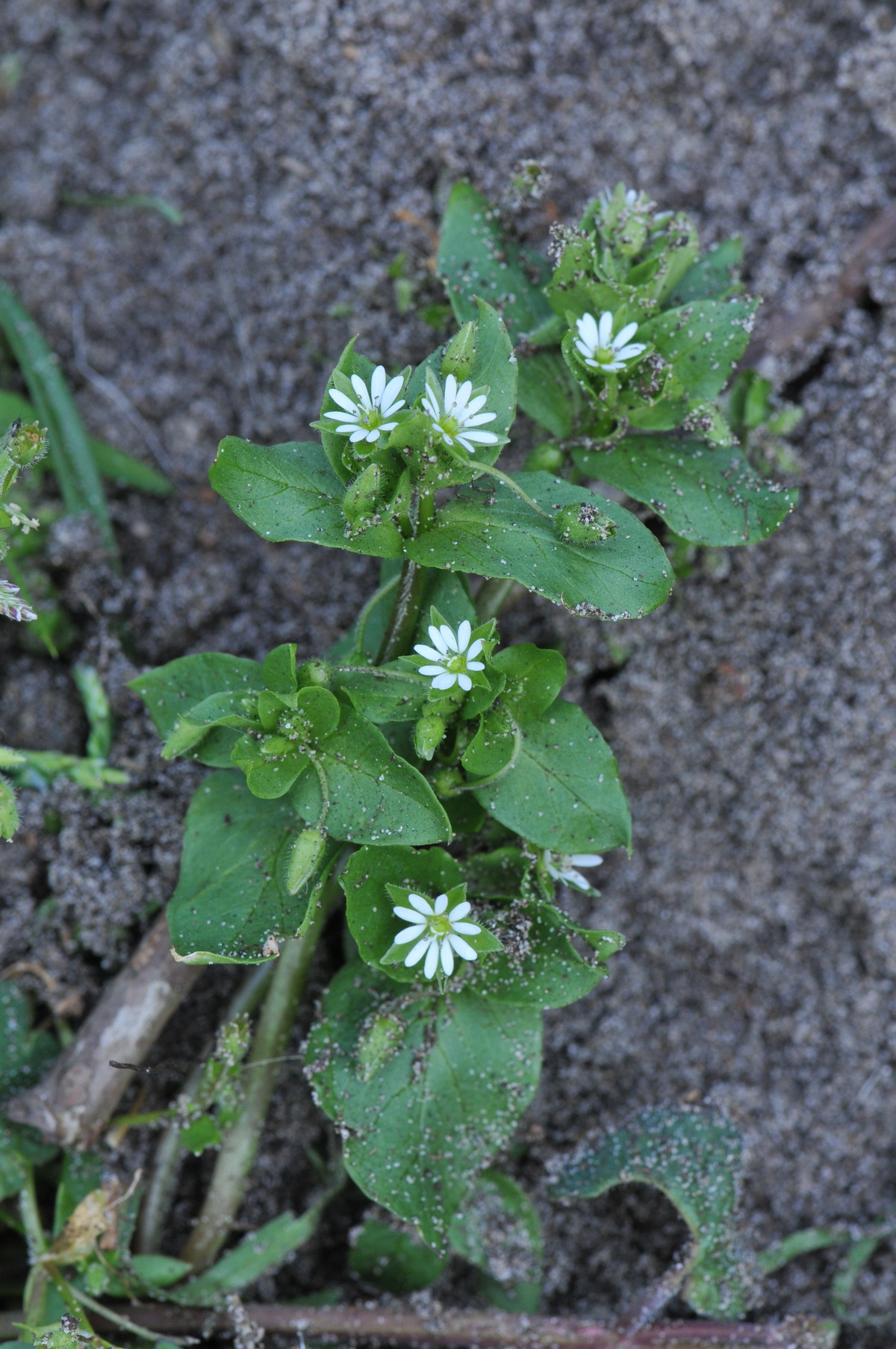 Stellaria media (door Hans Toetenel)