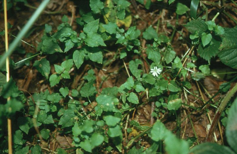 Stellaria nemorum subsp. montana (door Adrie van Heerden)