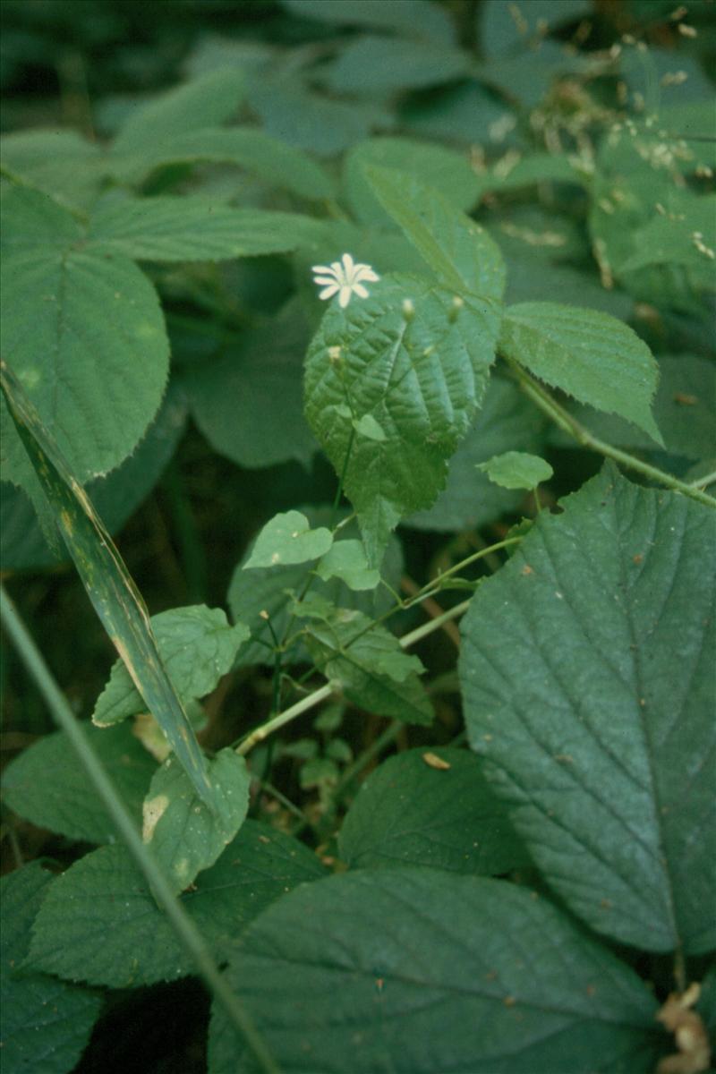 Stellaria nemorum subsp. montana (door Adrie van Heerden)