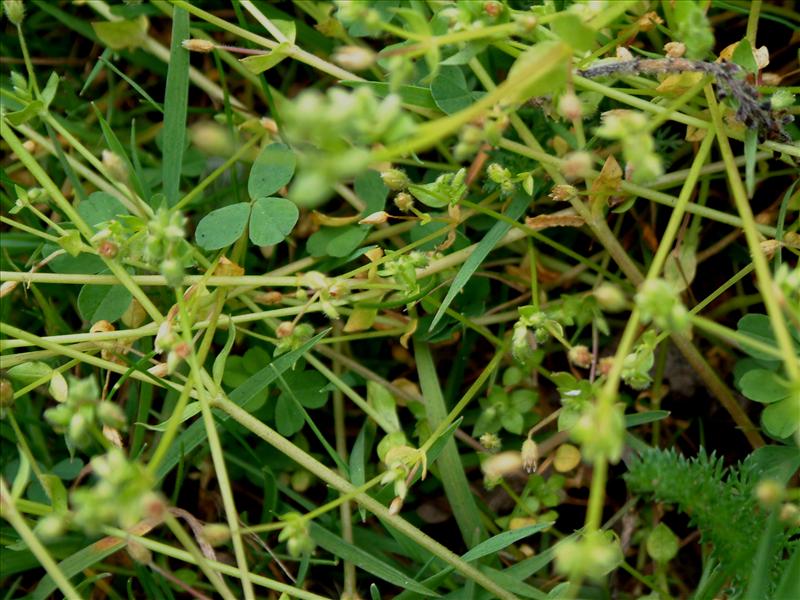 Stellaria apetala (door Adrie van Heerden)