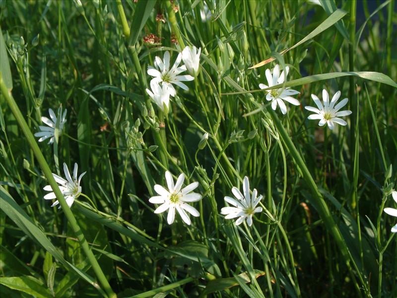 Stellaria palustris (door Adrie van Heerden)