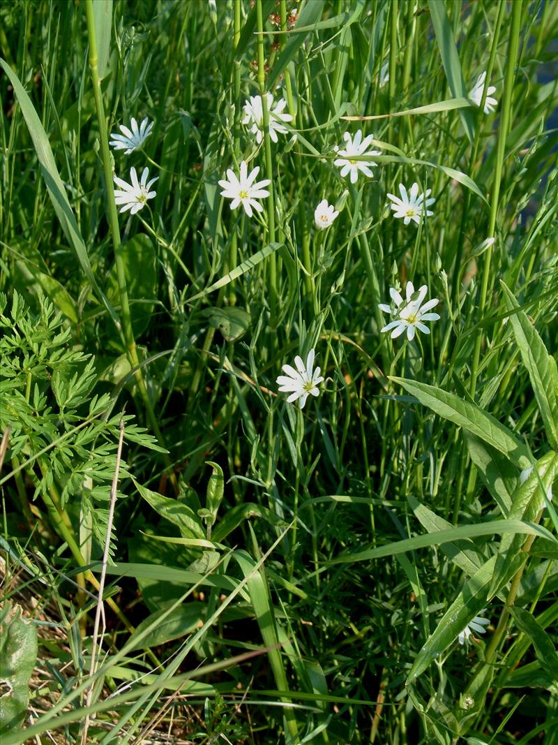 Stellaria palustris (door Adrie van Heerden)