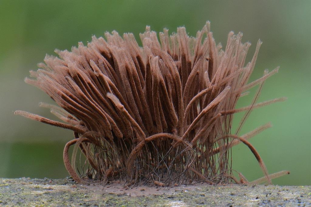 Stemonitis axifera (door Laurens van Run)