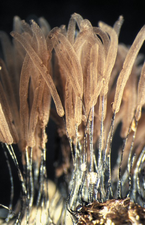 Stemonitis axifera (door Lenie Bakker)