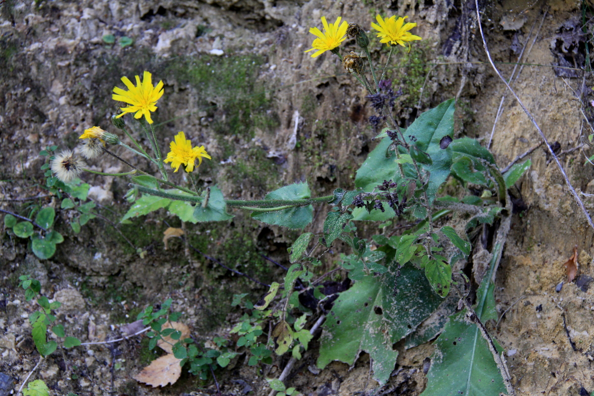 Hieracium sect. Amplexicaulia (door Peter Meininger)