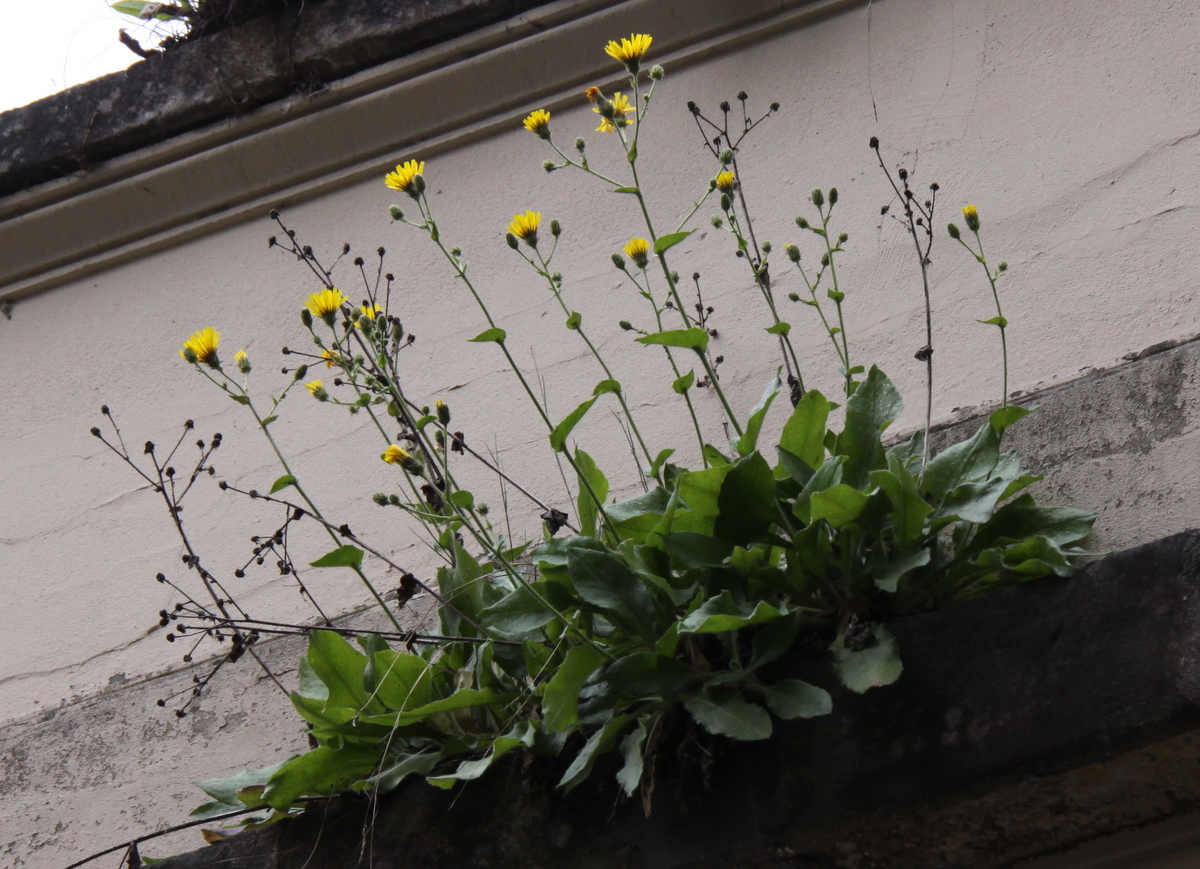 Hieracium sect. Amplexicaulia (door Peter Meininger)