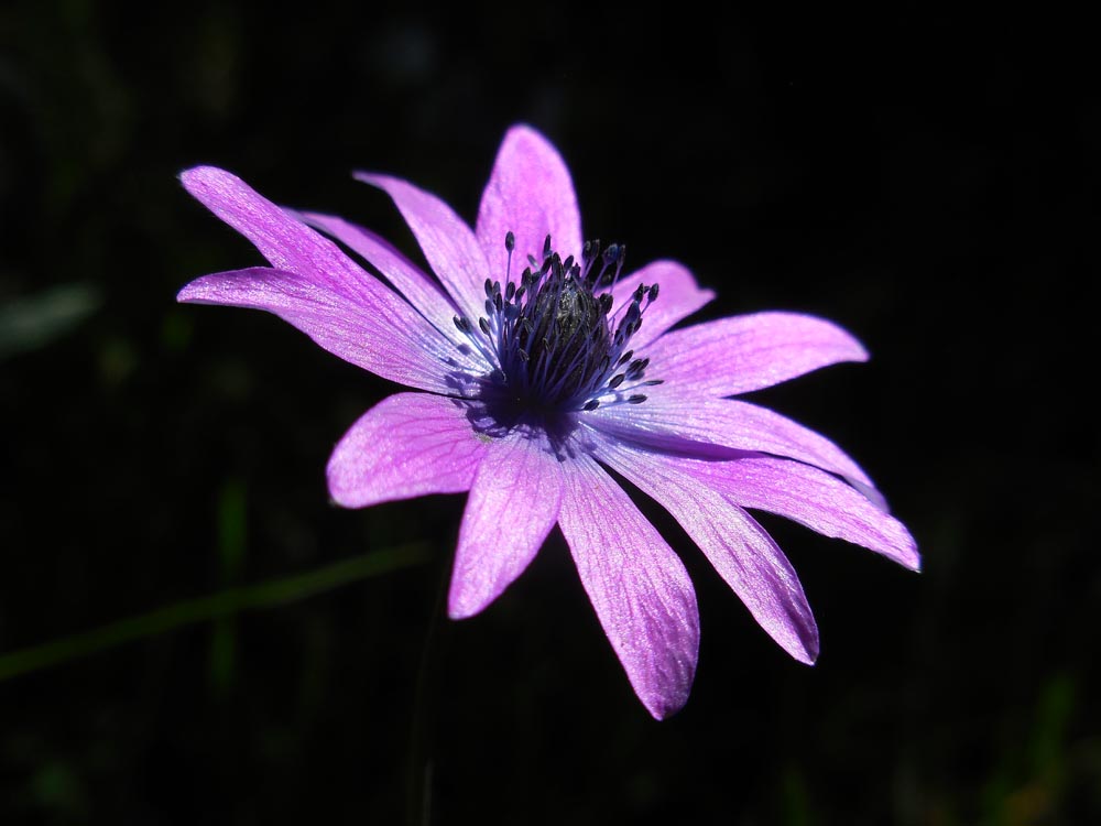 Anemone hortensis (door Ed Stikvoort | saxifraga.nl)