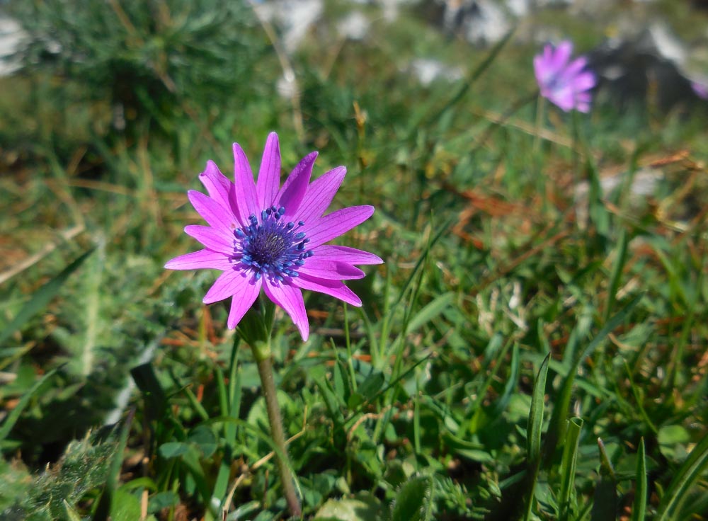 Anemone hortensis (door Ed Stikvoort | saxifraga.nl)