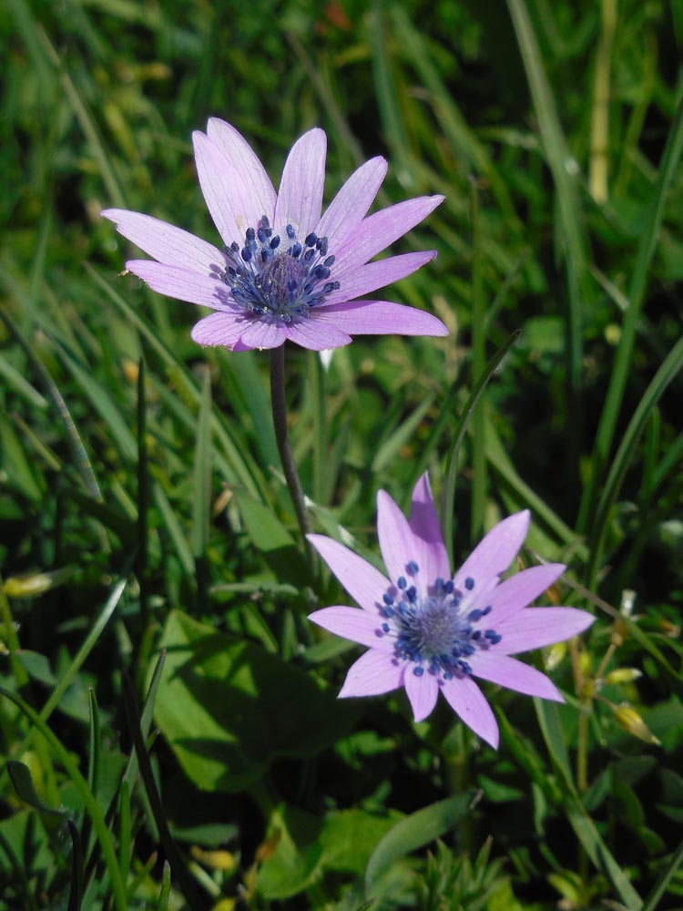 Anemone hortensis (door Ed Stikvoort | saxifraga.nl)